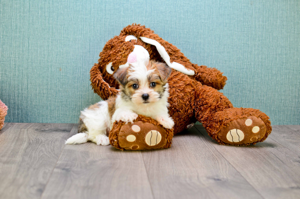 Hypoallergenic Yorkie Designer Puppy