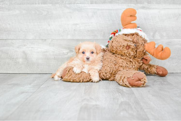 Best Maltipoo Baby