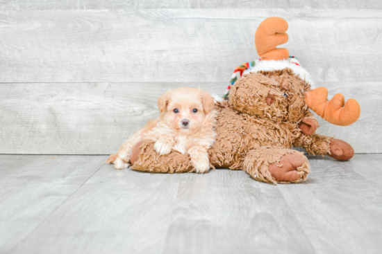 Best Maltipoo Baby