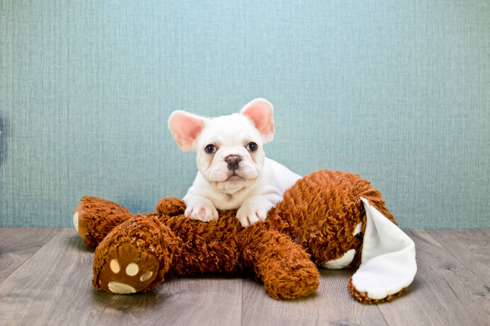 French Bulldog Puppy for Adoption