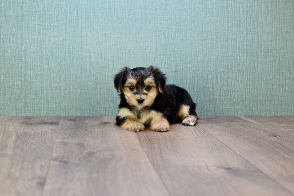 Morkie Puppy for Adoption