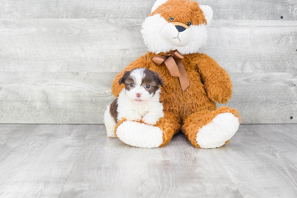 Playful Havanese Purebred Pup