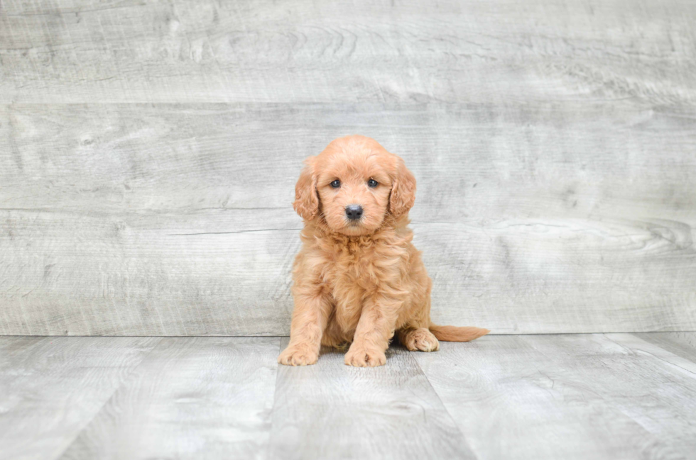 Mini Goldendoodle Puppy for Adoption