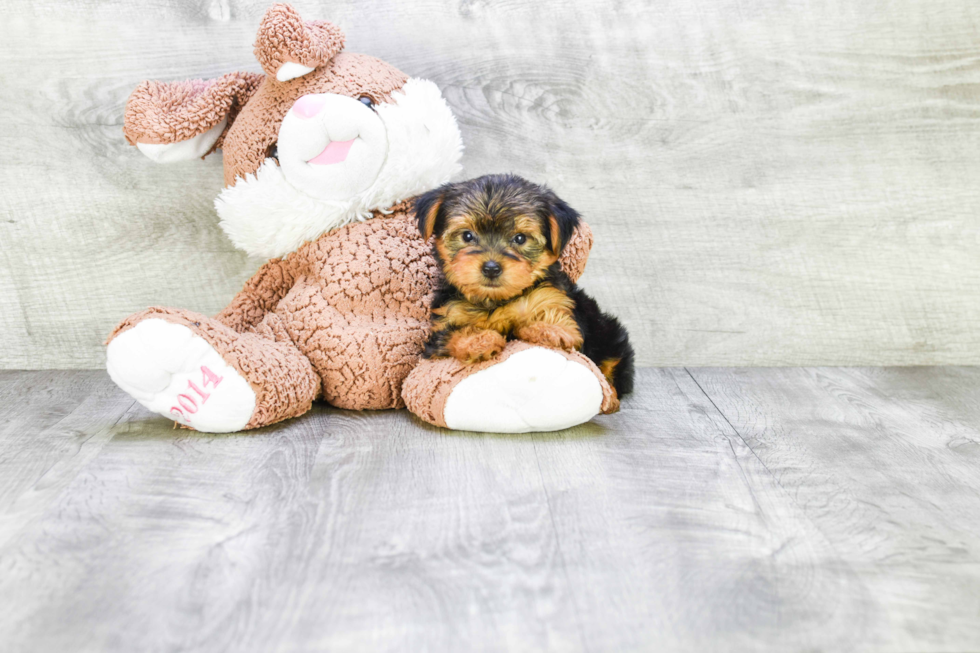 Meet Bronze - our Yorkshire Terrier Puppy Photo 