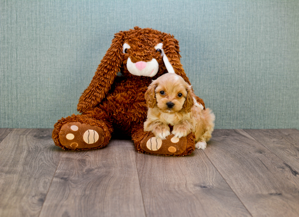 Smart Cavapoo Poodle Mix Pup