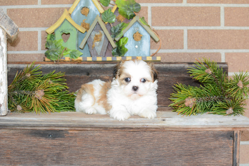 Havanese Pup Being Cute