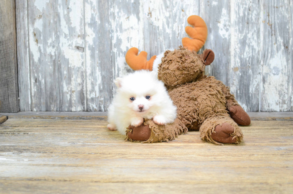 Energetic Pomeranian Purebred Puppy