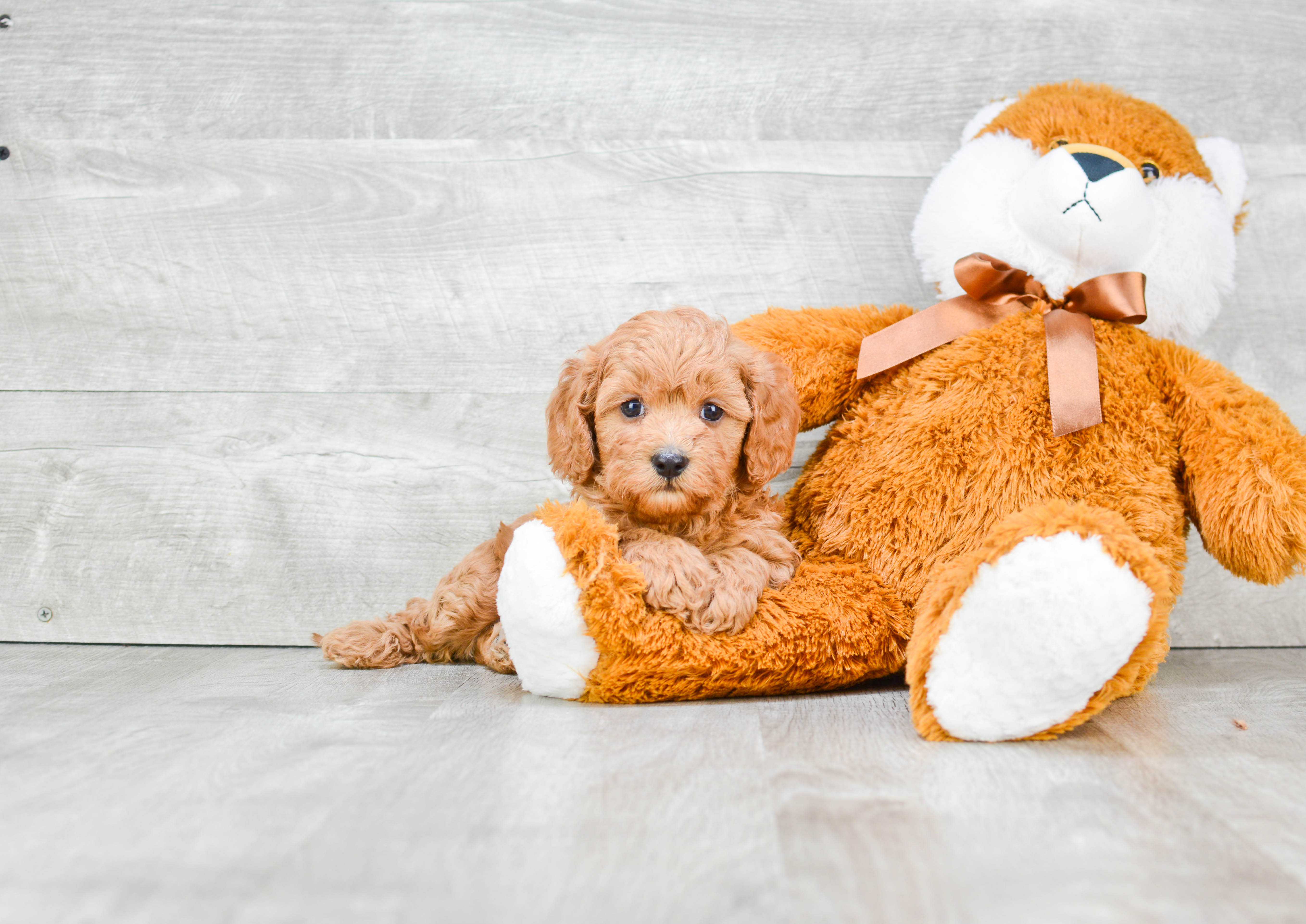 Fluffy Cavapoo Poodle Mix Pup