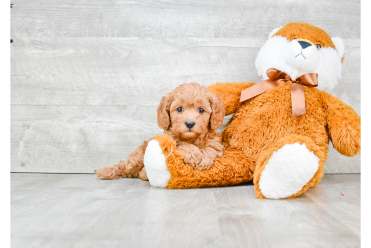 Fluffy Cavapoo Poodle Mix Pup