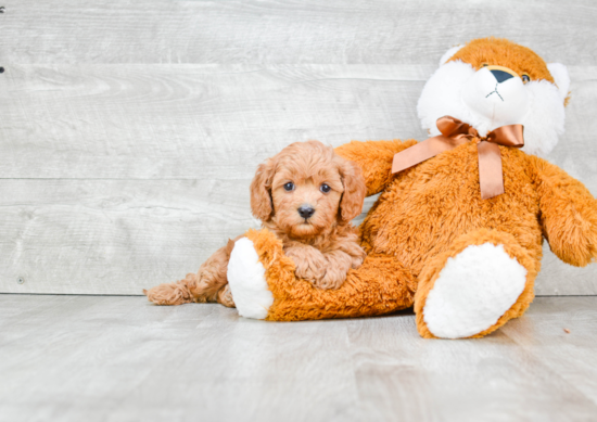 Fluffy Cavapoo Poodle Mix Pup