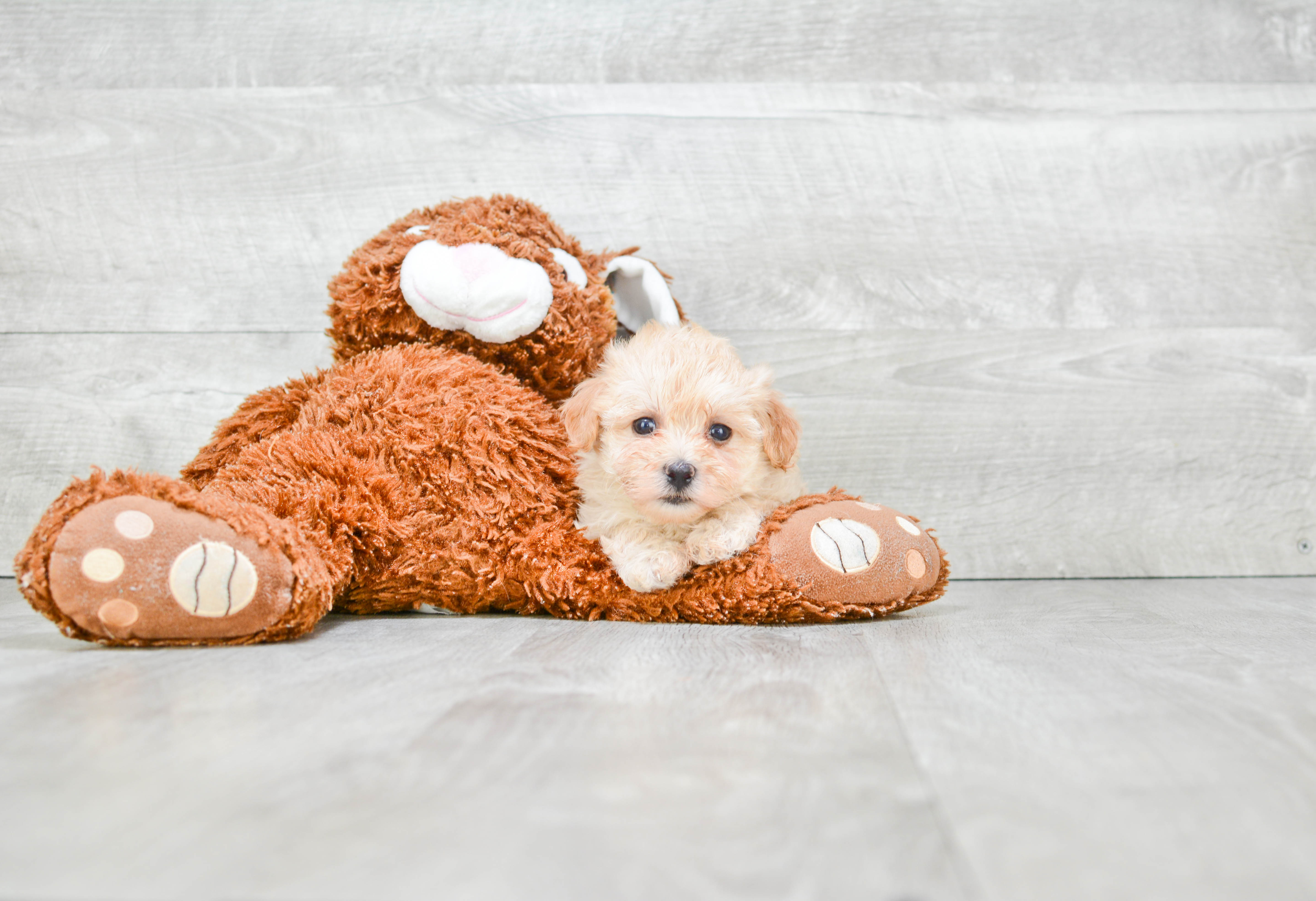 Maltipoo Puppy for Adoption