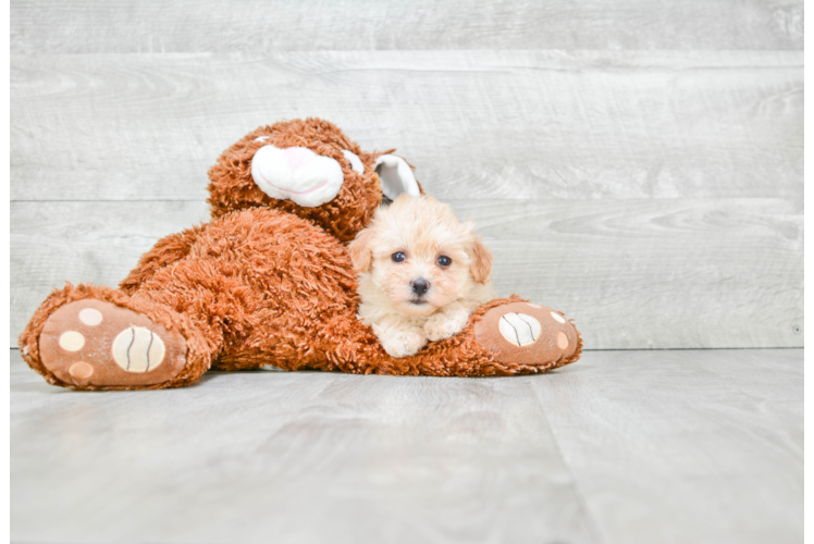 Maltipoo Puppy for Adoption