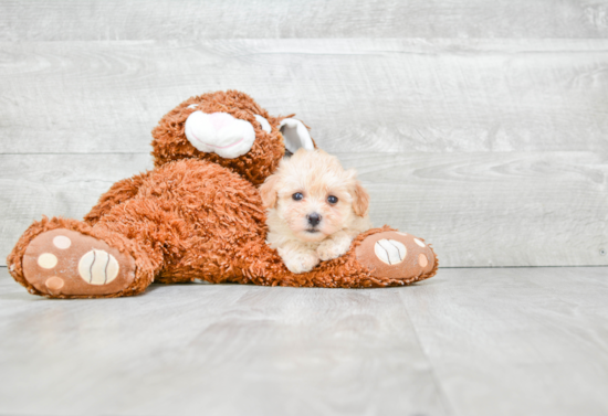 Maltipoo Puppy for Adoption