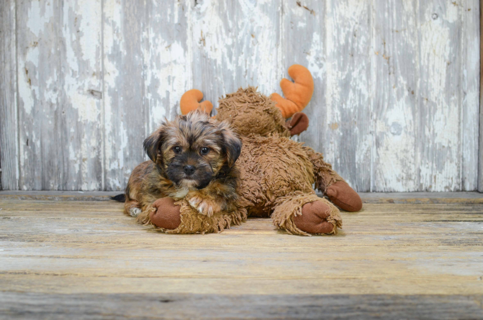 Energetic Shorkie Designer Puppy