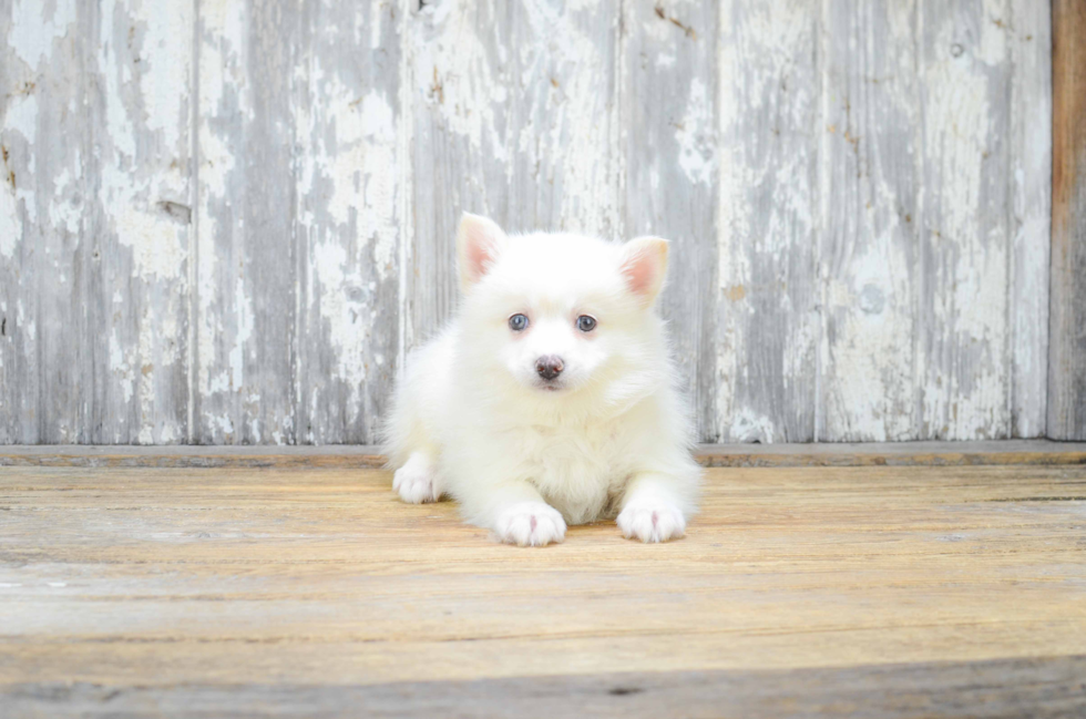 Small Pomsky Baby