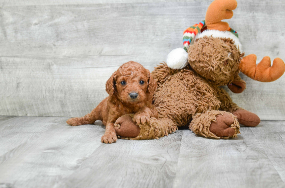 Hypoallergenic Golden Retriever Poodle Mix Puppy