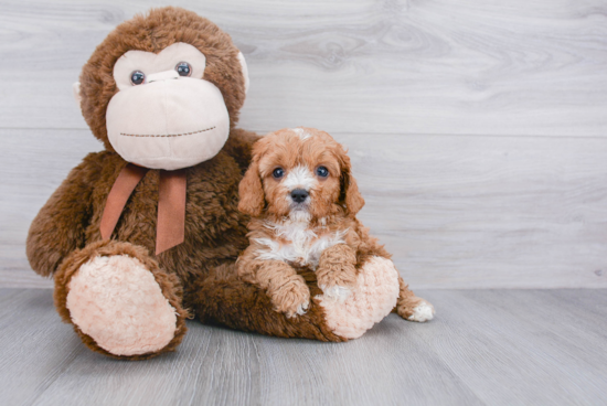 Energetic Cavoodle Poodle Mix Puppy