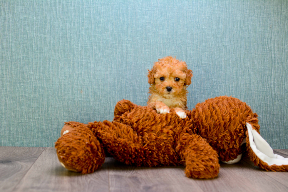 Hypoallergenic Cavoodle Poodle Mix Puppy