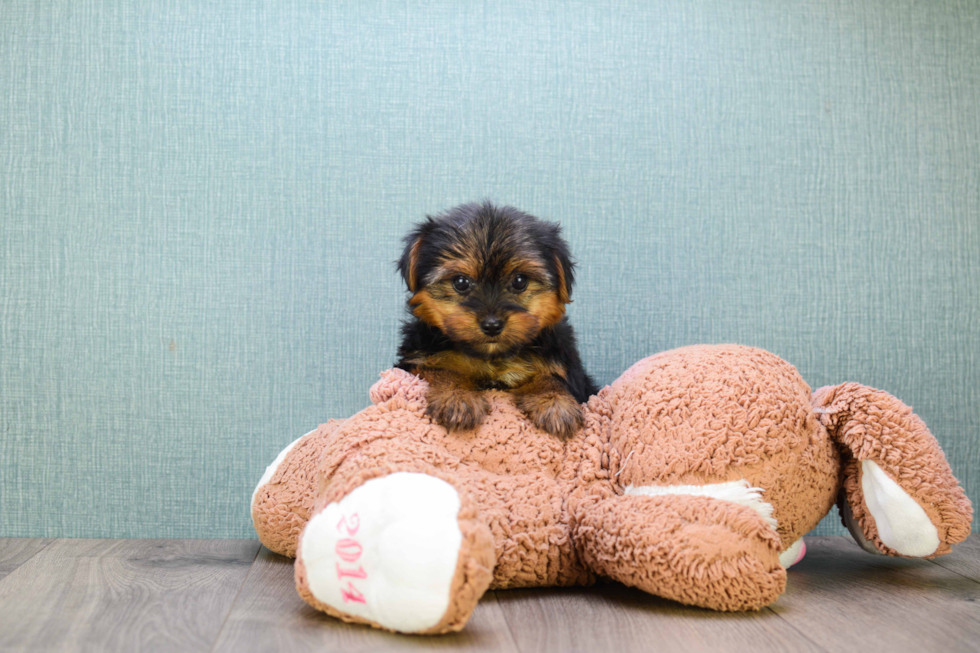 Meet Bella - our Yorkshire Terrier Puppy Photo 