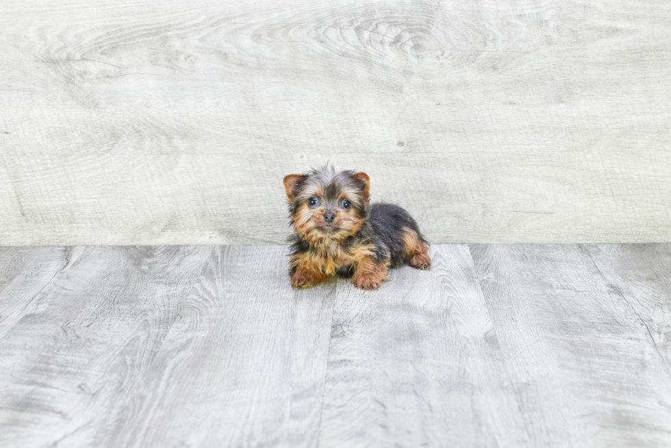 Meet Rebecca - our Yorkshire Terrier Puppy Photo 