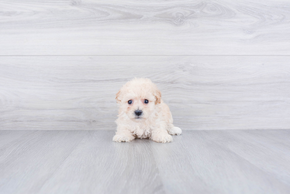 Best Maltipoo Baby
