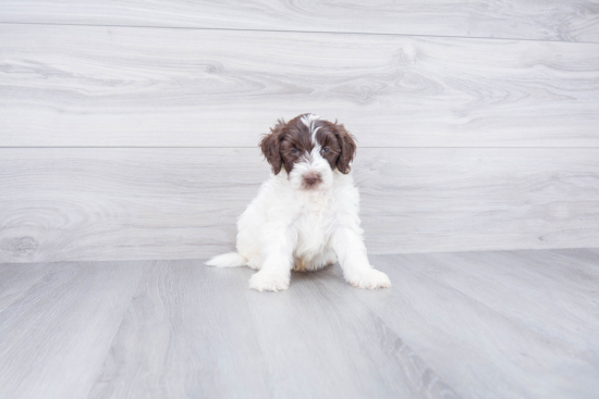 Mini Labradoodle Pup Being Cute