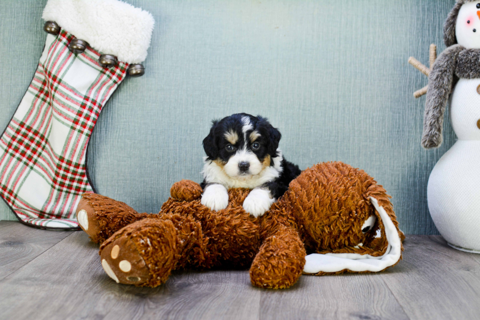 Hypoallergenic Aussiepoo Poodle Mix Puppy