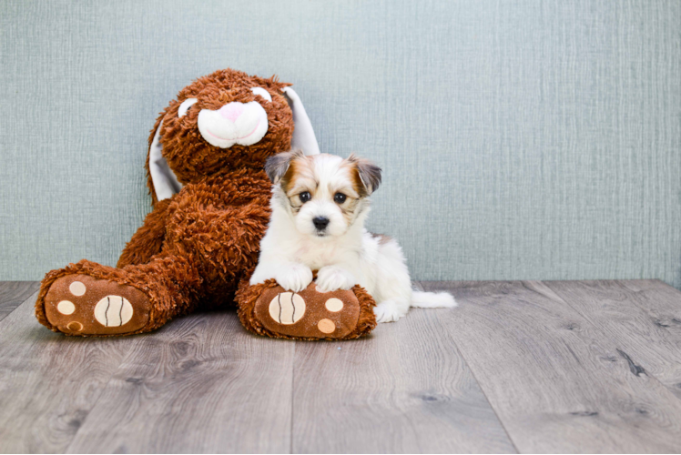 Cute Morkie Baby