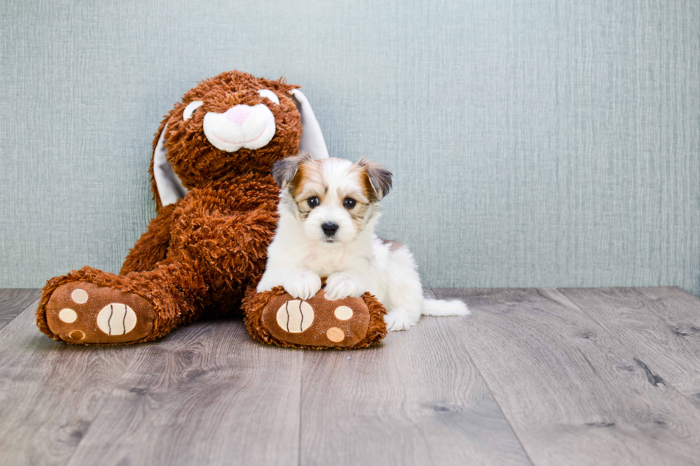 Cute Morkie Baby