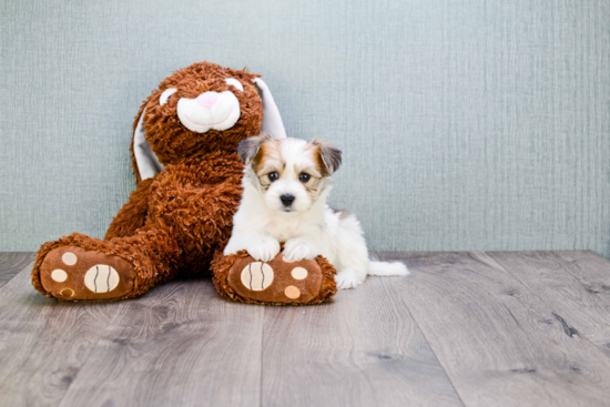 Cute Morkie Baby