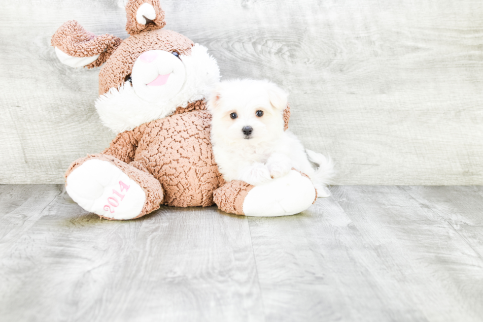 Maltese Puppy for Adoption