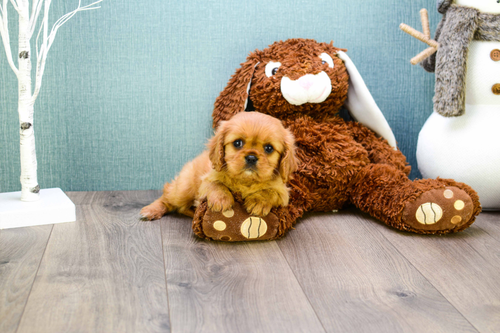 Friendly Cavalier King Charles Spaniel Baby