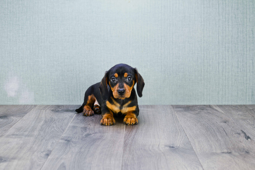 Best Dachshund Baby