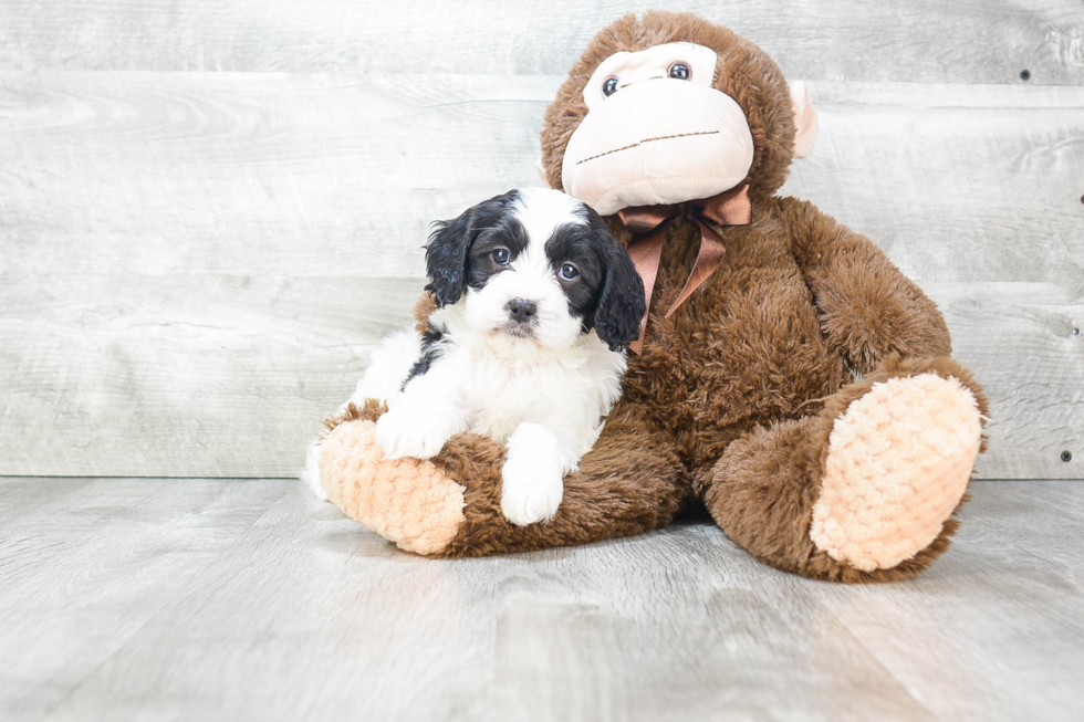 Best Cavapoo Baby