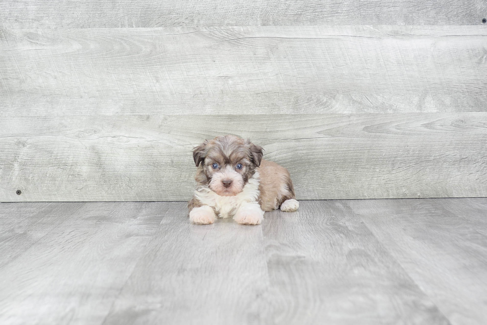 Havanese Puppy for Adoption