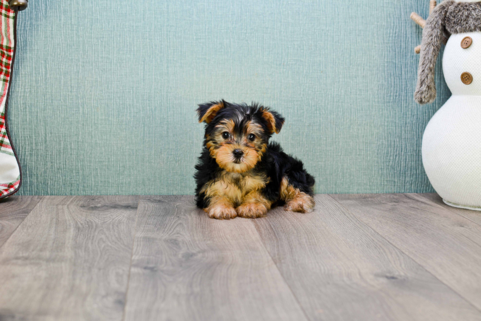 Meet Avery - our Yorkshire Terrier Puppy Photo 