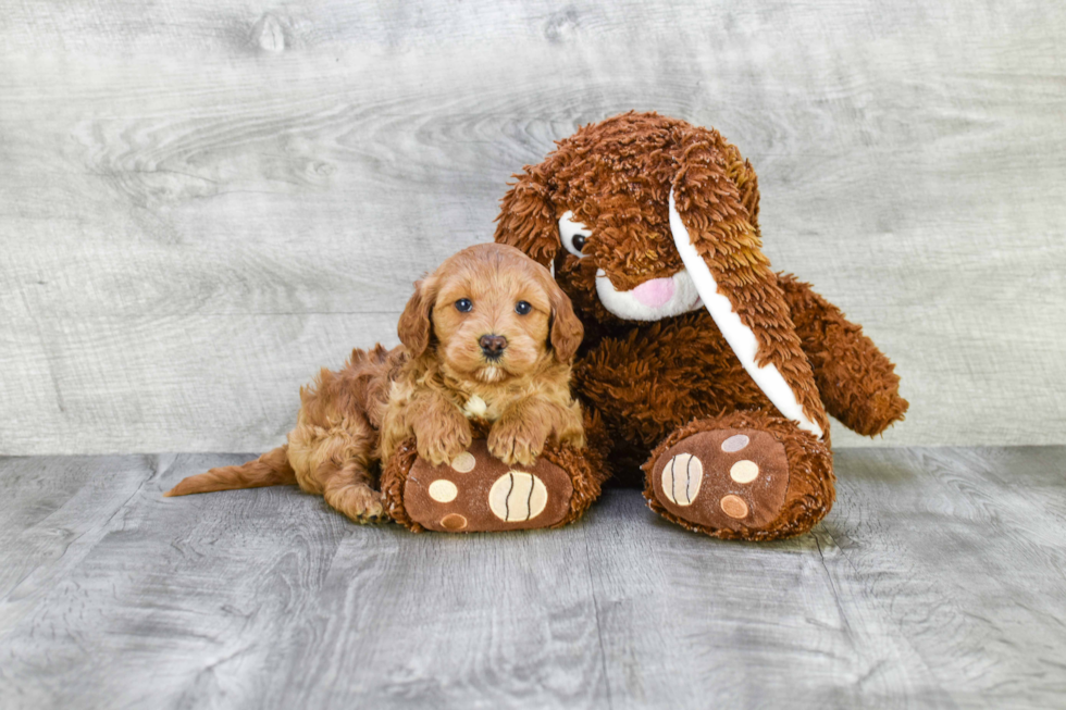 Mini Goldendoodle Puppy for Adoption