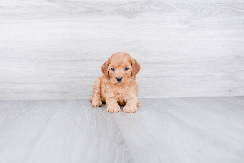 Mini Goldendoodle Puppy for Adoption