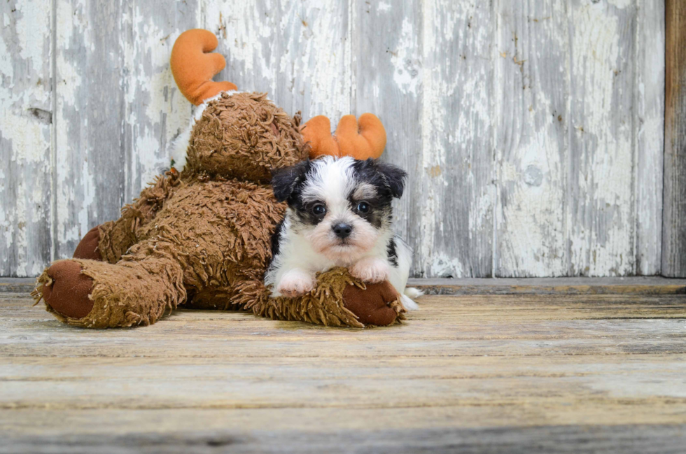 Small Morkie Baby