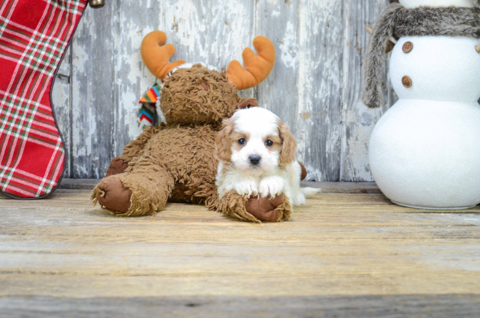 Cute Cavapoo Baby