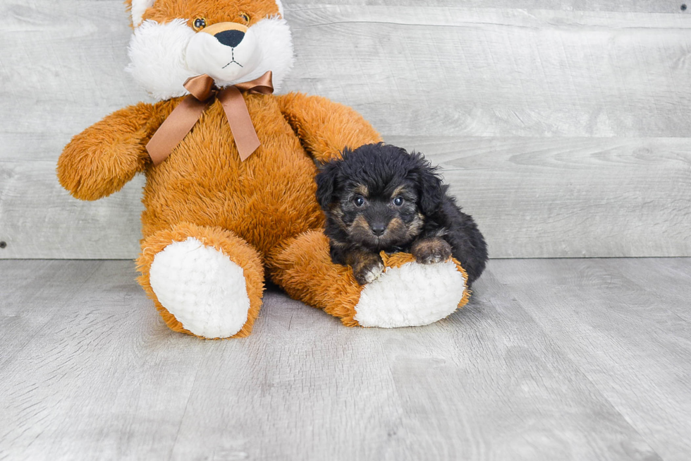 Sweet Mini Aussiedoodle Baby