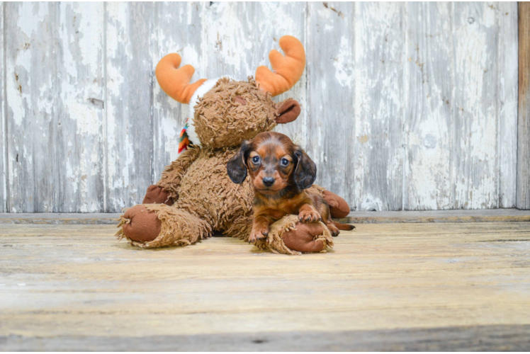 Cute Dachshund Baby