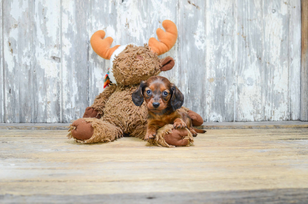 Cute Dachshund Baby