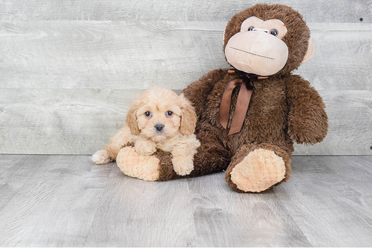 Cavachon Puppy for Adoption
