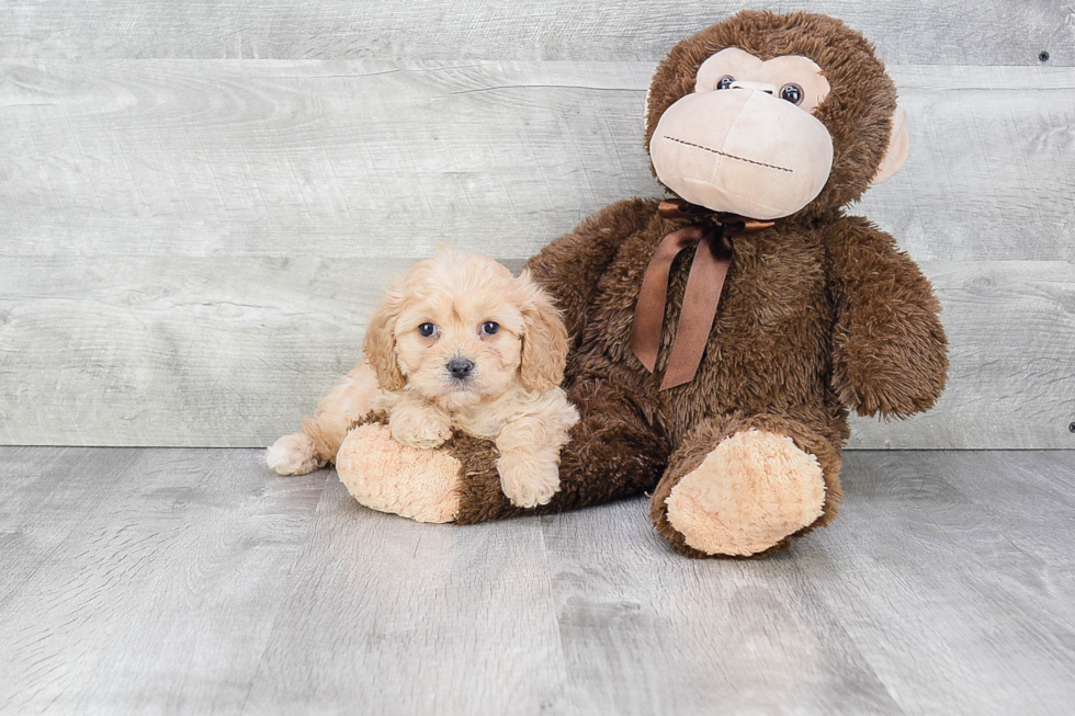Cavachon Puppy for Adoption