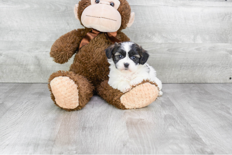 Best Teddy Bear Baby