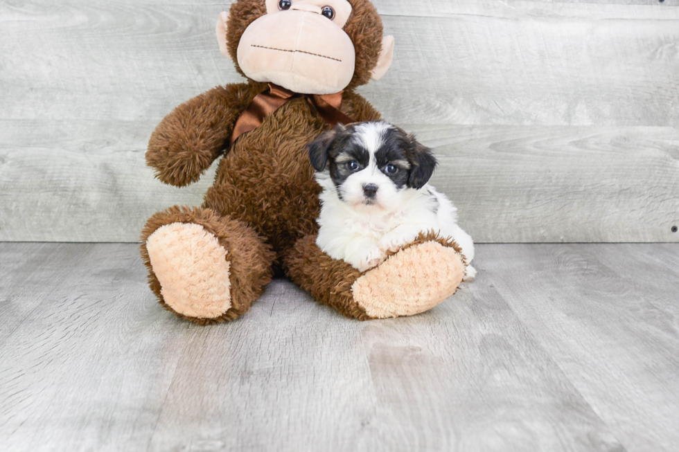 Best Teddy Bear Baby