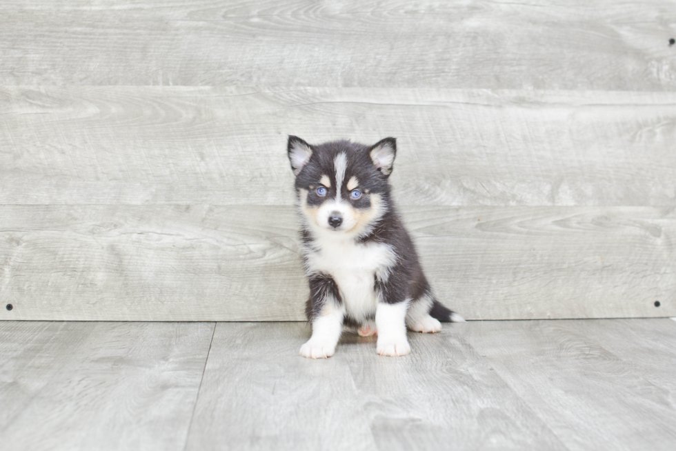 Best Pomsky Baby