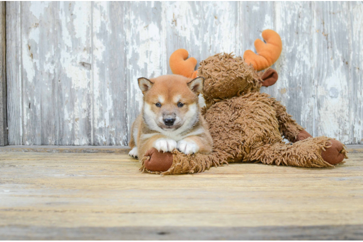 Best Shiba Inu Baby