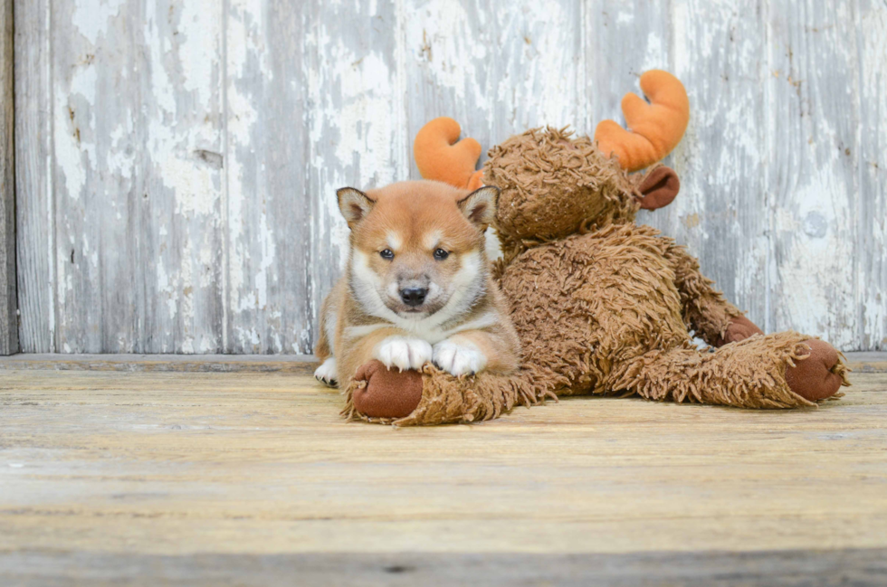 Best Shiba Inu Baby